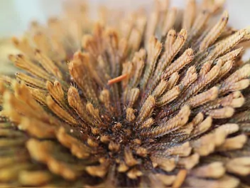 Widliczka łuskolistna - zdjęcie 3