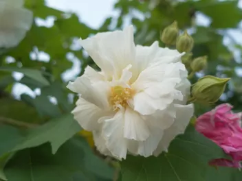 Ketmia zmienna - zdjęcie 2