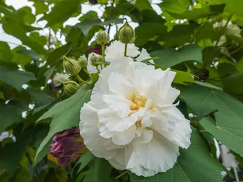 Ketmia zmienna - zdjęcie 3