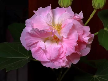 Ketmia zmienna - zdjęcie 4