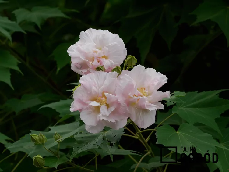 Ketmia zmienna - zdjęcie 5