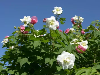 Ilustracja rośliny ketmia zmienna