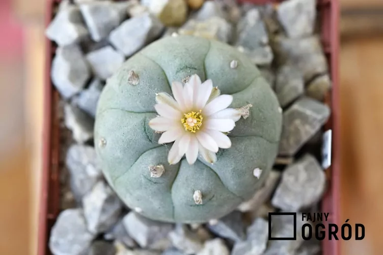 Echinokaktus Williamsa