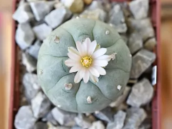 Ilustracja rośliny echinokaktus williamsa