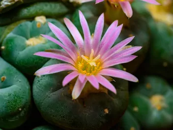 Echinokaktus Williamsa - zdjęcie 5