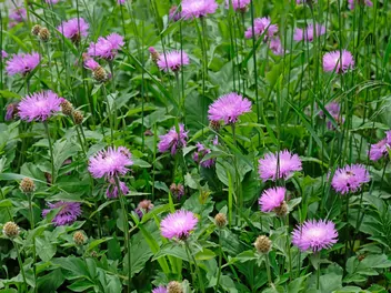 Chaber piżmowy - zdjęcie 2