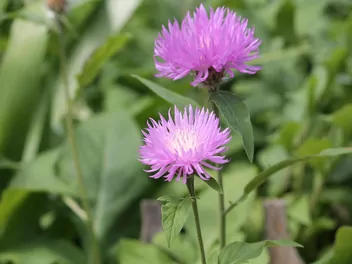 Chaber piżmowy - zdjęcie 3