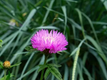 Chaber piżmowy - zdjęcie 4