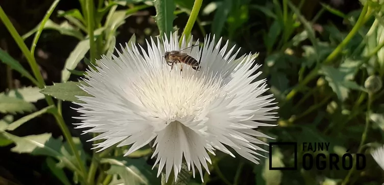 Chaber piżmowy - zdjęcie 5