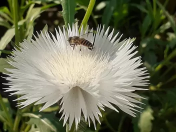 Chaber piżmowy - zdjęcie 5