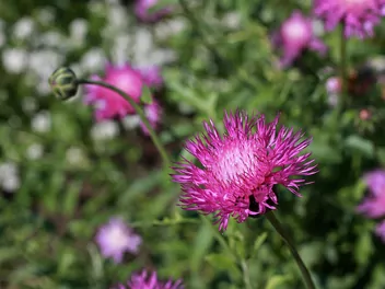 Ilustracja rośliny chaber piżmowy