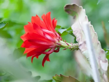 Kaktus Ackermanna - zdjęcie 5