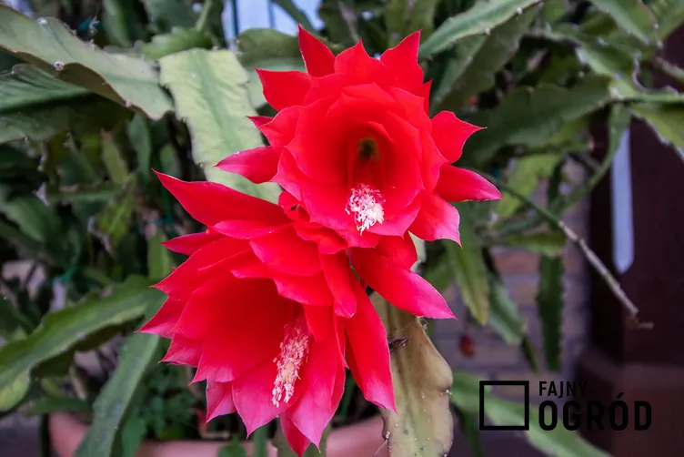 kaktus-ackermanna-1 Kaktus Ackermanna