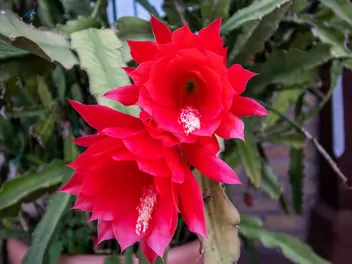 Ilustracja rośliny kaktus ackermanna