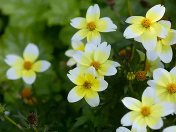 Ilustracja rośliny uczep złocisty