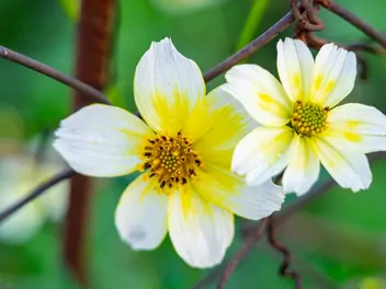 Uczep złocisty - zdjęcie 2