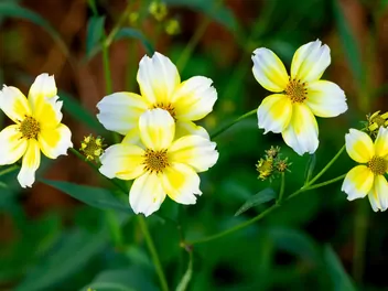 Uczep złocisty - zdjęcie 3