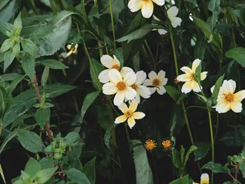 Uczep złocisty - zdjęcie 4