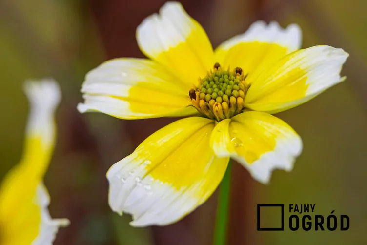 Uczep złocisty - zdjęcie 5