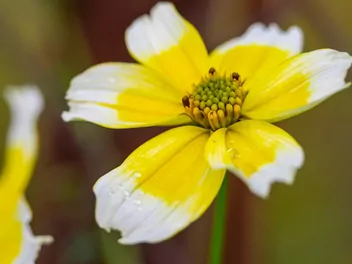 Uczep złocisty - zdjęcie 5