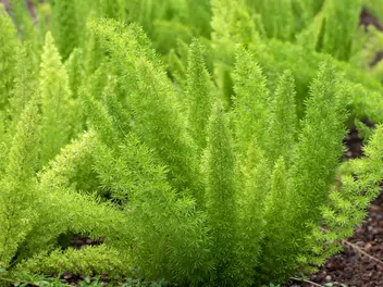 Ilustracja rośliny szparag sprengera