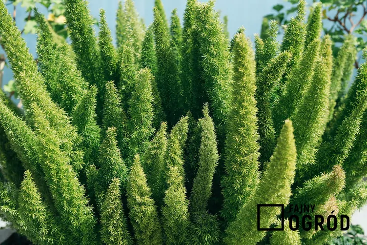 Szparag gęstokwiatowy