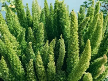 Szparag Sprengera - zdjęcie 2