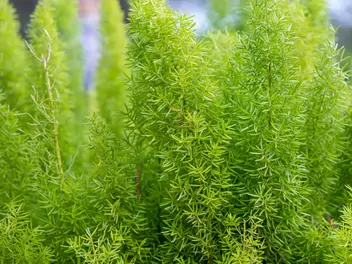 Szparag Sprengera - zdjęcie 3