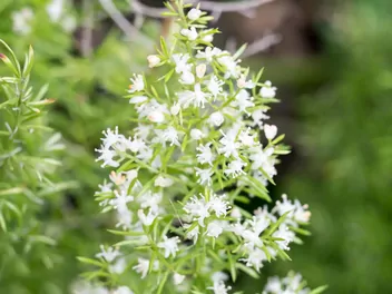 Szparag Sprengera - zdjęcie 4