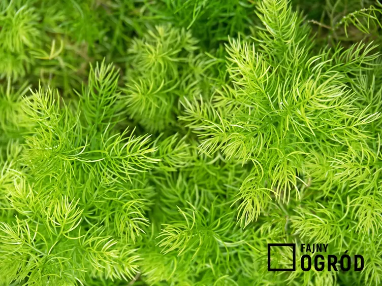 Szparag Sprengera - zdjęcie 5