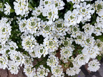 Ilustracja rośliny ubiorek gorzki