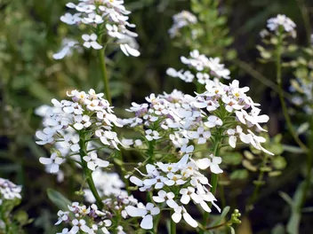 Ubiorek gorzki - zdjęcie 2