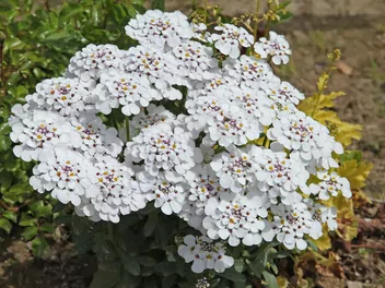 Ubiorek gorzki - zdjęcie 4