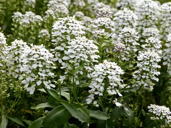 Ubiorek gorzki - zdjęcie 5