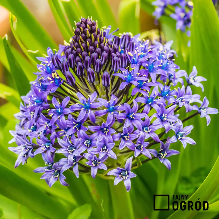 Cebulica peruwiańska