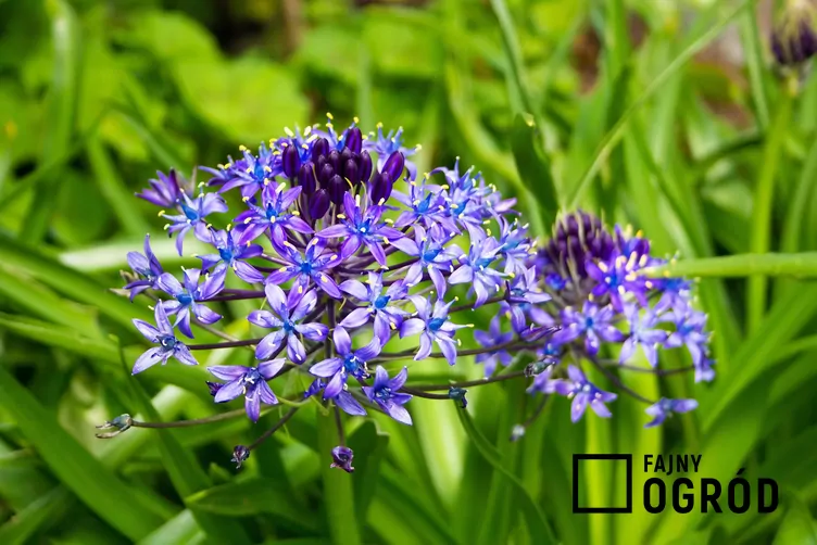 Cebulica peruwiańska