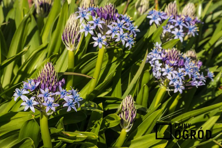 Cebulica peruwiańska