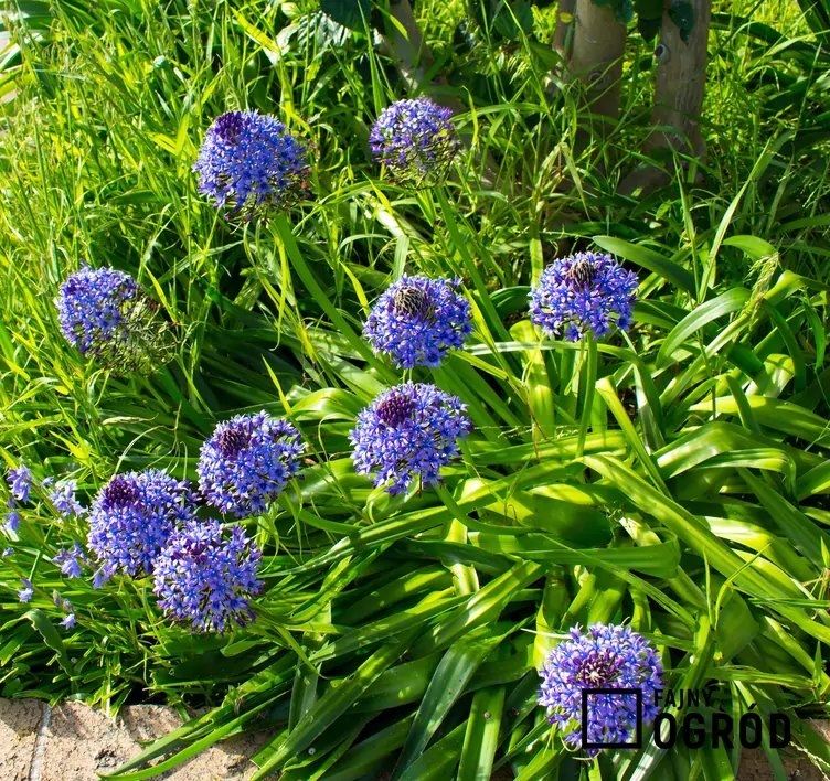 Cebulica peruwiańska - zdjęcie 5