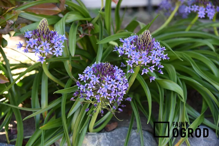 Cebulica peruwiańska