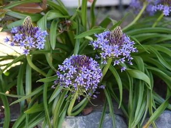 Ilustracja rośliny cebulica peruwiańska