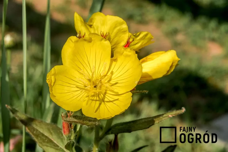 Wiesiołek czworograniasty