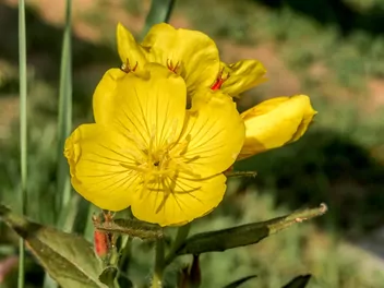 Ilustracja rośliny wiesiołek czworograniasty