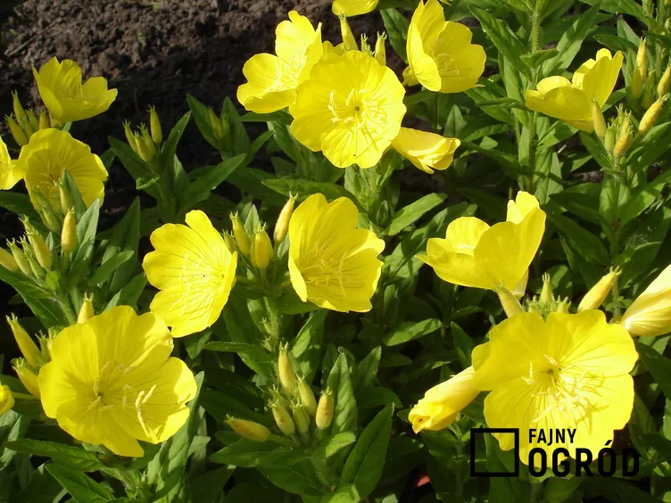 Wiesiołek czworokątny