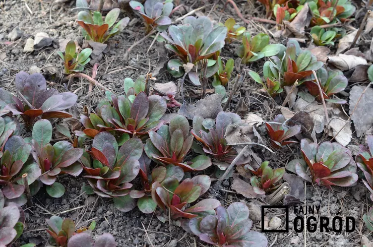 Wiesiołek czworograniasty