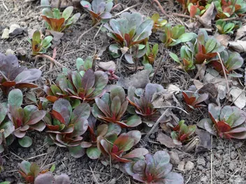 Wiesiołek czworograniasty - zdjęcie 3