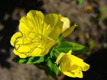 Wiesiołek czworograniasty - zdjęcie 4