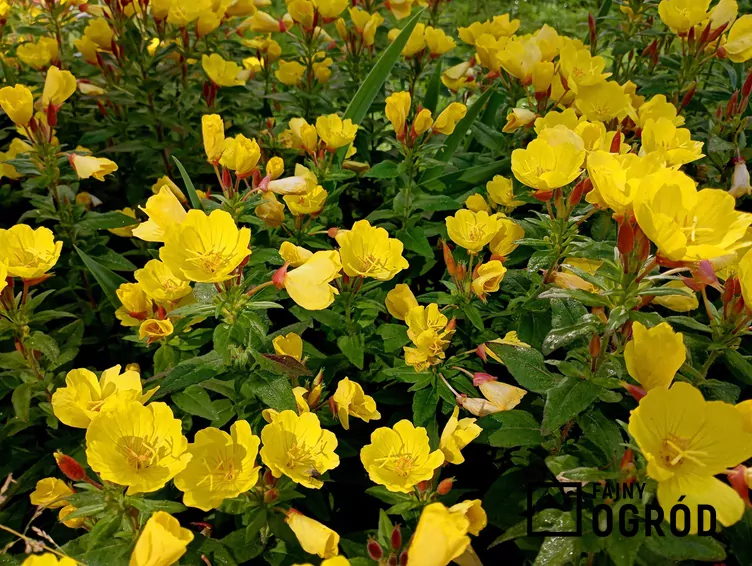 Wiesiołek czworograniasty - zdjęcie 5