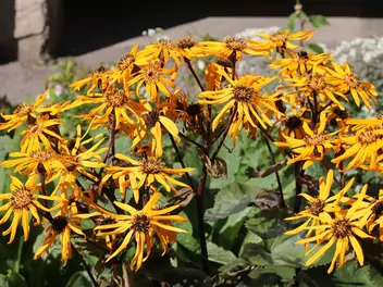 Języczka Hessego - zdjęcie 2