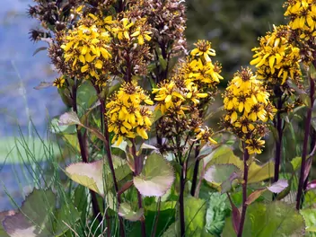 Języczka Hessego - zdjęcie 4