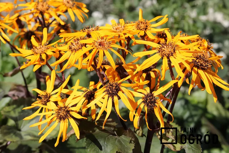 Języczka Hessego - zdjęcie 5